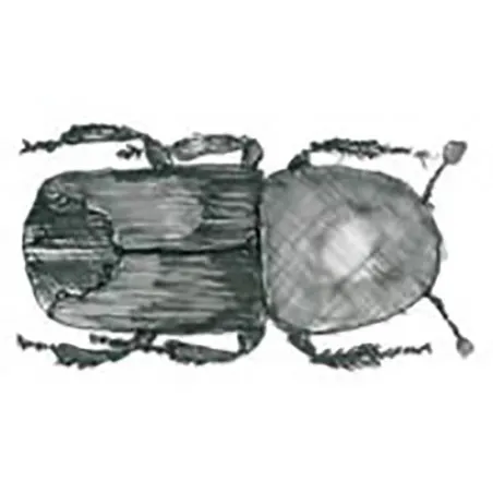 Ips duplicatus